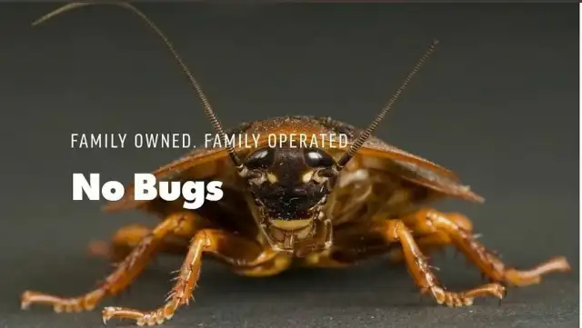 No Bugs — Spring
