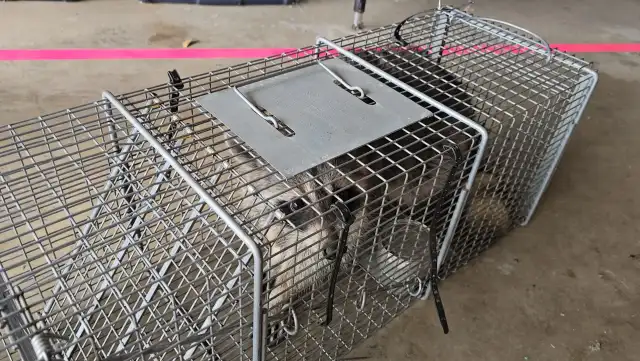 No Escape Pest Control — San Antonio