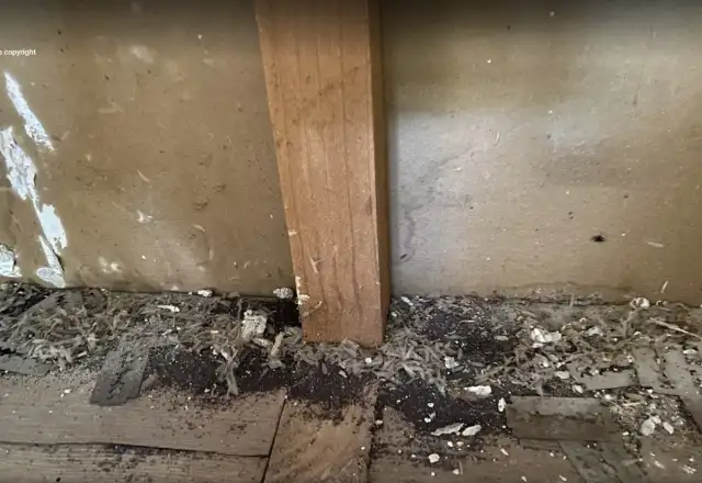 Onpoint Termite and Pest Control — Coral Springs