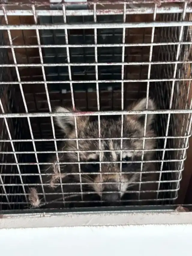 On the Spot Pest Control — Houston