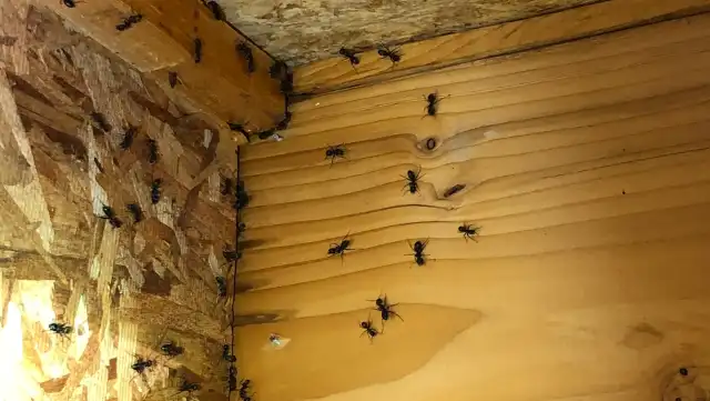 Pesky Pest Services — McKinney