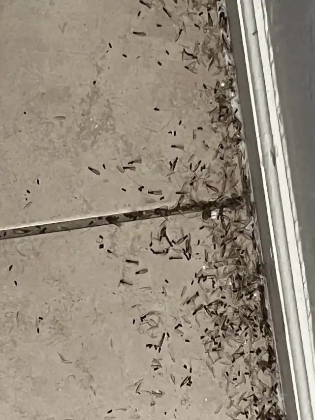 Pest Boys Termite & Wildlife Solutions, inc — Lauderdale Lakes