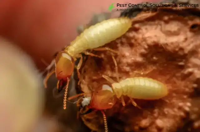 Pest Control Solutions & Services — Largo