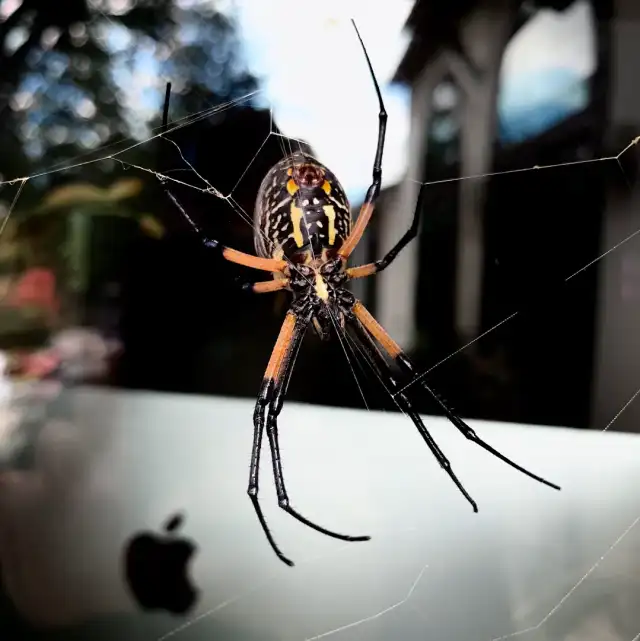 Pestpro of San Antonio, LLC. — San Antonio