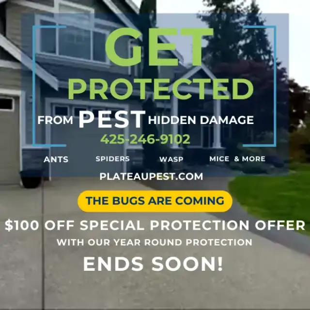 Plateau Pest — Kent