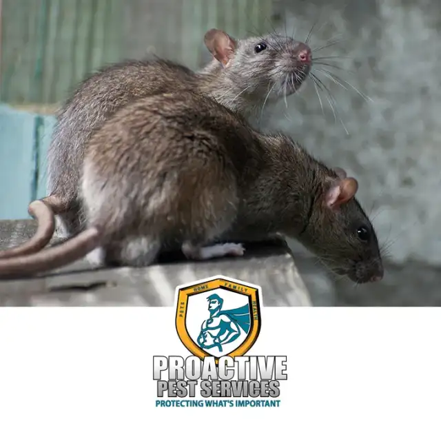Proactive Pest Services — Dallas