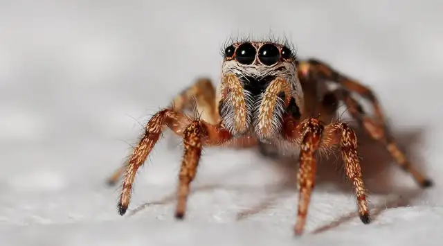 Protek Pest Management — Bowmansville