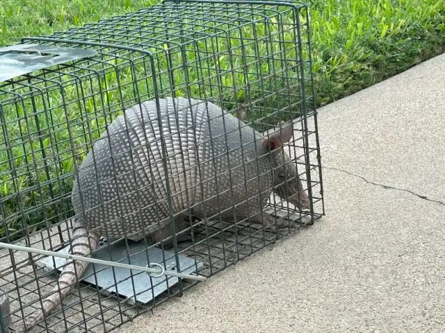 Pure Grit Pest Control — Fort Worth