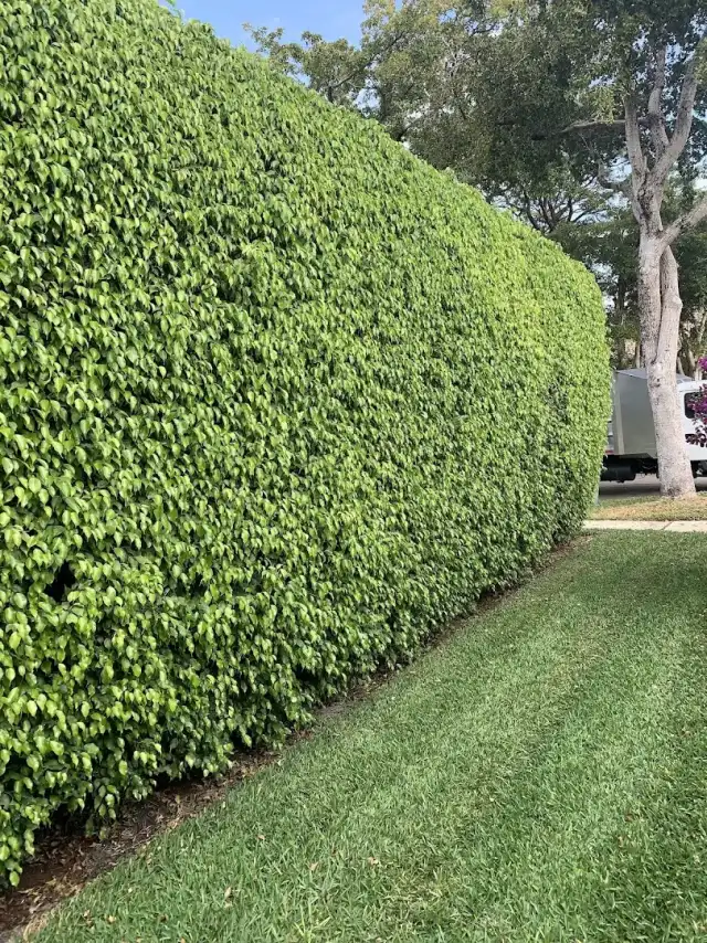 Q and L Pest Management — Lantana