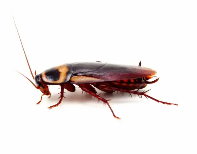 Regions Pest, LLC — McKinney