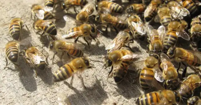 Renaissance Pest Control LLC — New Castle
