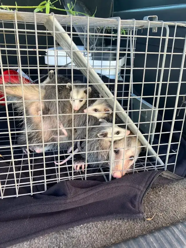 Resolve Pest And Termite Control — Houston