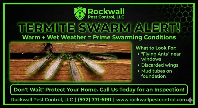 Rockwall Pest Control — Rockwall
