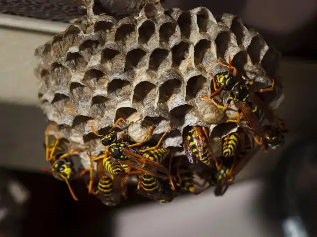 Salt City Pest Control — Cicero