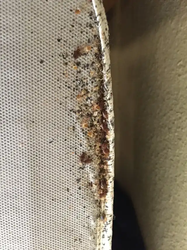 Sandhoff Services Pest and Termite — Waxahachie
