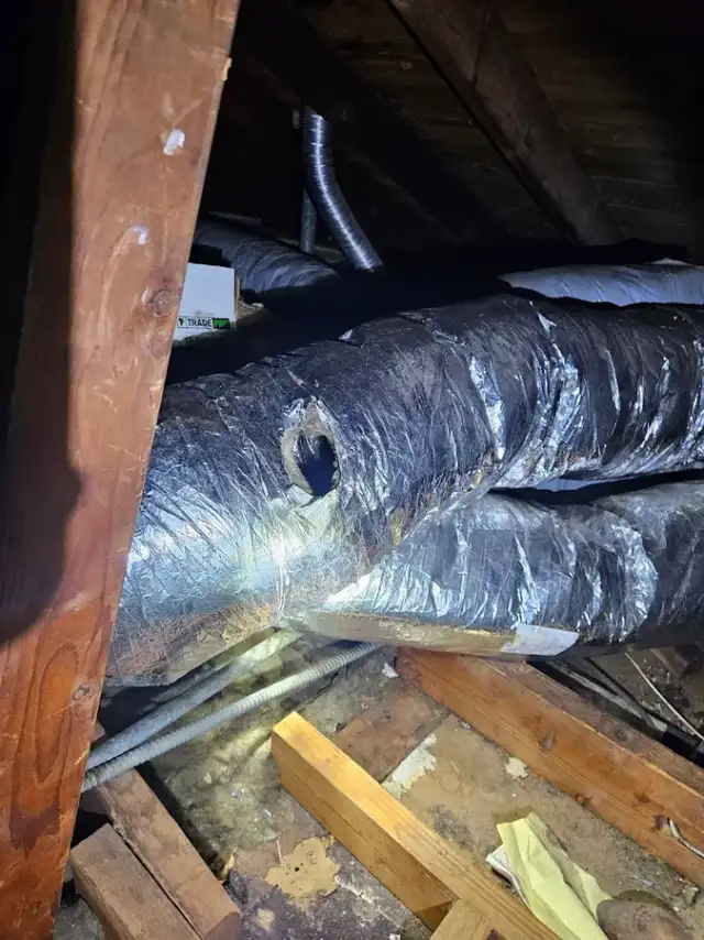Sasquatch Pest Control — Houston