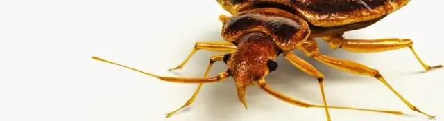 Southeastern Termite & Pest Managment — Lake Worth Beach
