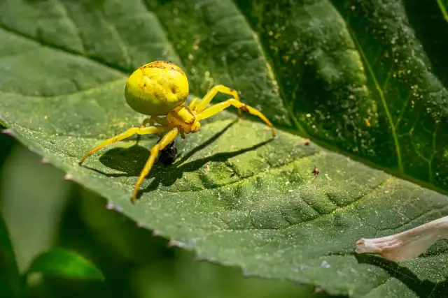 StarBugs Pest & Lawn — Fort Worth