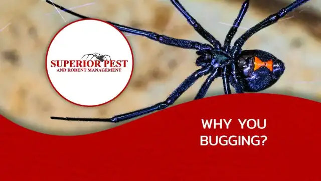 Superior Pest and Rodent Management — Cool