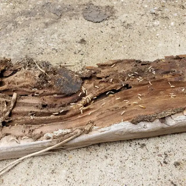 Superior Pest Management LLC — Mesquite