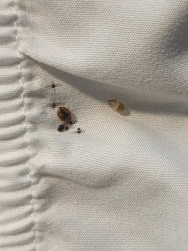 Texas Bed Bug Heat Treatment — Conroe