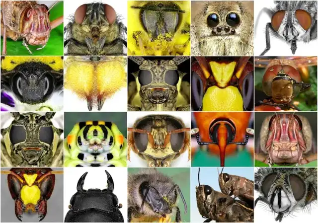 Texas Bug Killers Pest & Lawn Service — San Antonio
