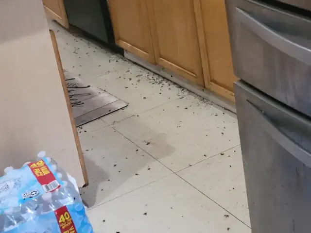 Town and Country Pest Solutions, LLC — Kissimmee