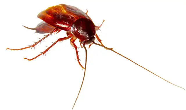 Witten Pest Control — San Antonio